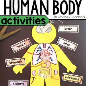 Human Body Activities for Kids - 1st Grade Science Lessons With Organ Diagrams
